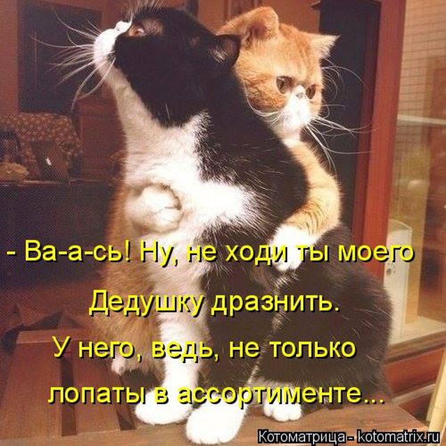 Лучшие котоматрицы недели