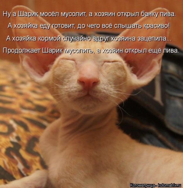 Лучшие котоматрицы недели