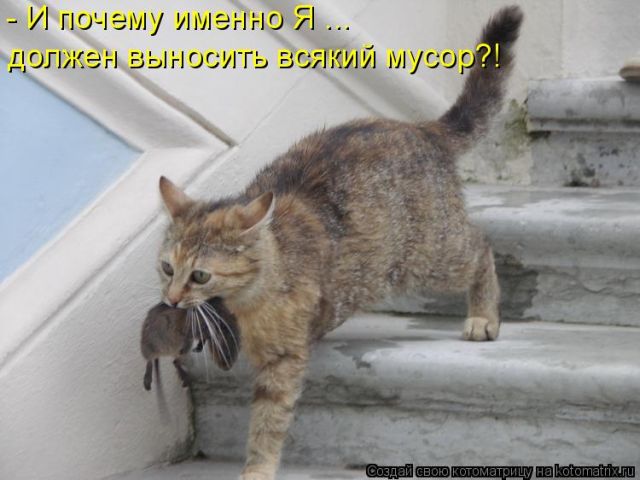 Лучшие котоматрицы недели