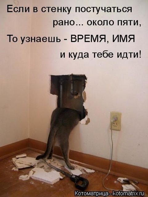 Лучшие котоматрицы недели