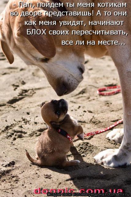 Лучшие котоматрицы недели