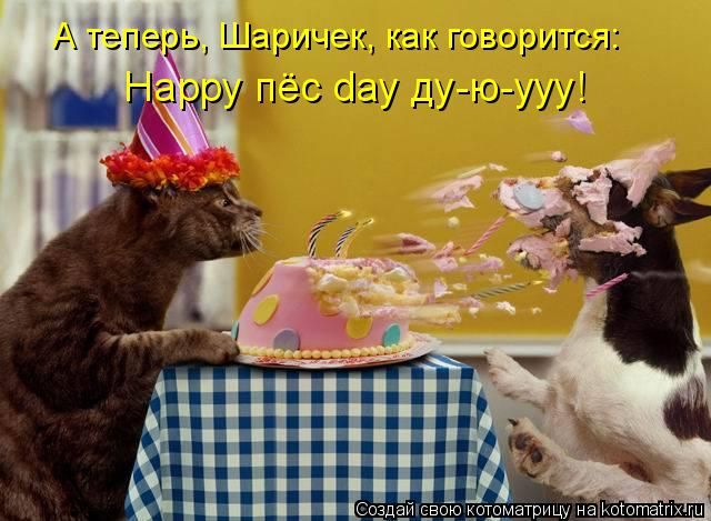 Лучшие котоматрицы недели