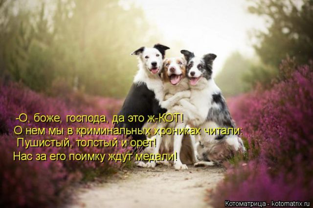 Лучшие котоматрицы недели