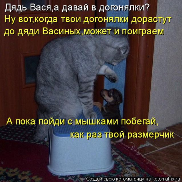 Лучшие котоматрицы недели