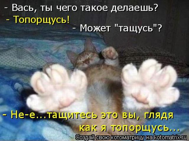 Лучшие котоматрицы недели