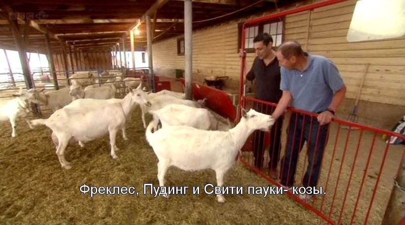 Зачем коз скрестили с пауком, и удалось ли ученым это сделать Зачем коз скрестили с пауком, и удалось ли ученым это сделать