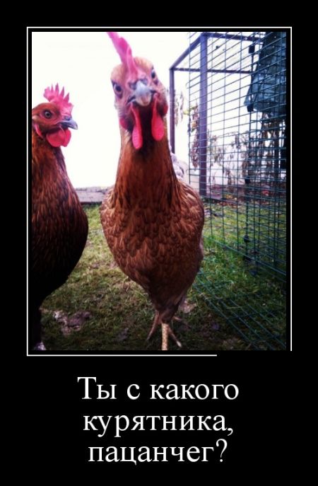 Демотиваторы