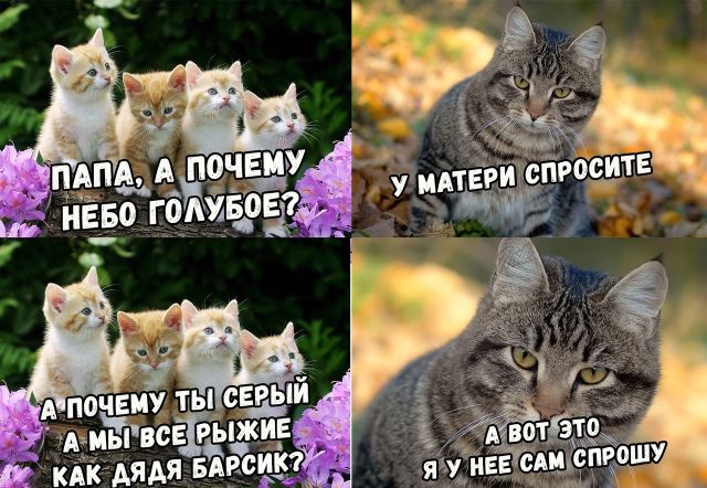 Прикольные картинки