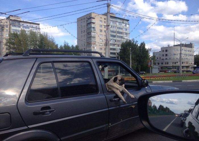 Порция картинок