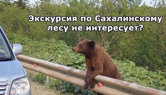 Порция картинок