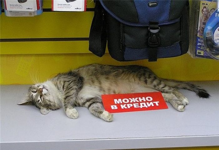 Порция картинок
