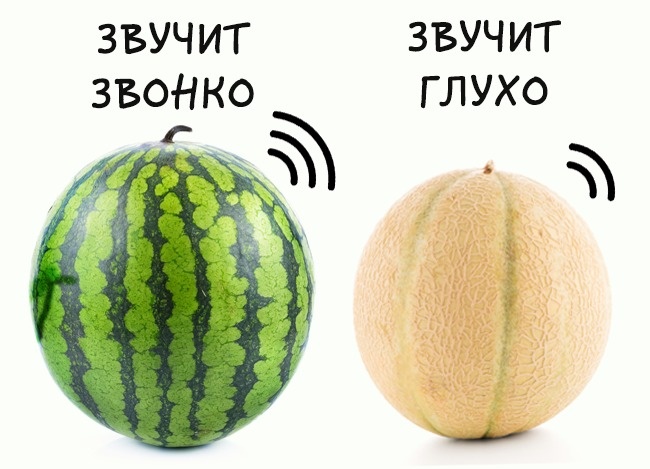 Как выбрать спелую и вкусную дыню