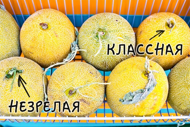 Как выбрать спелую и вкусную дыню Как выбрать спелую и вкусную дыню