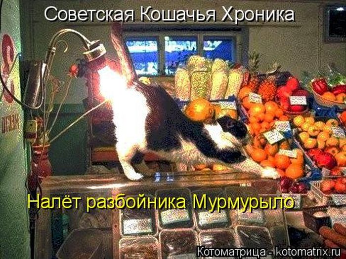 Лучшие котоматрицы недели