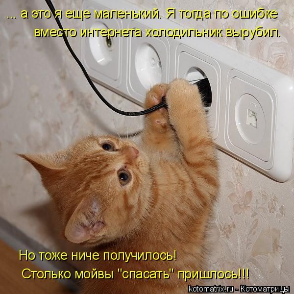 Лучшие котоматрицы недели
