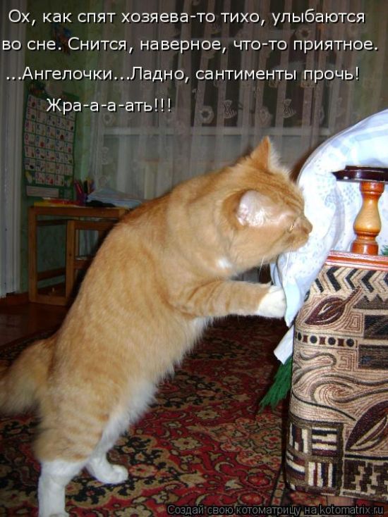 Лучшие котоматрицы недели