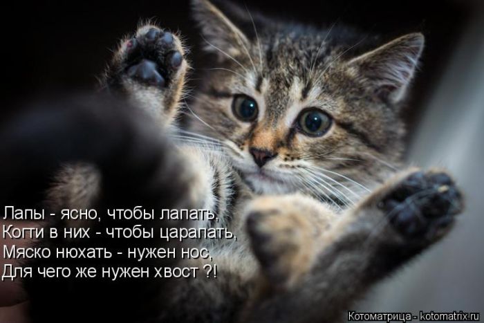 Лучшие котоматрицы недели