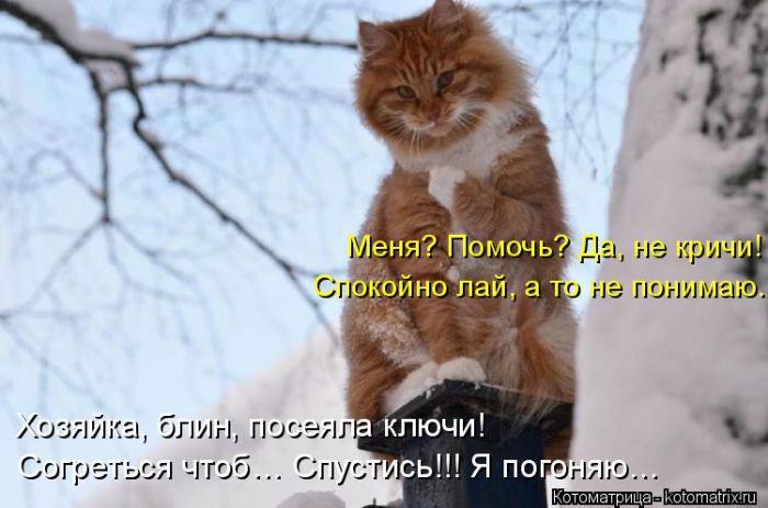 Лучшие котоматрицы недели