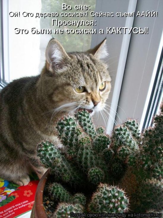 Лучшие котоматрицы недели