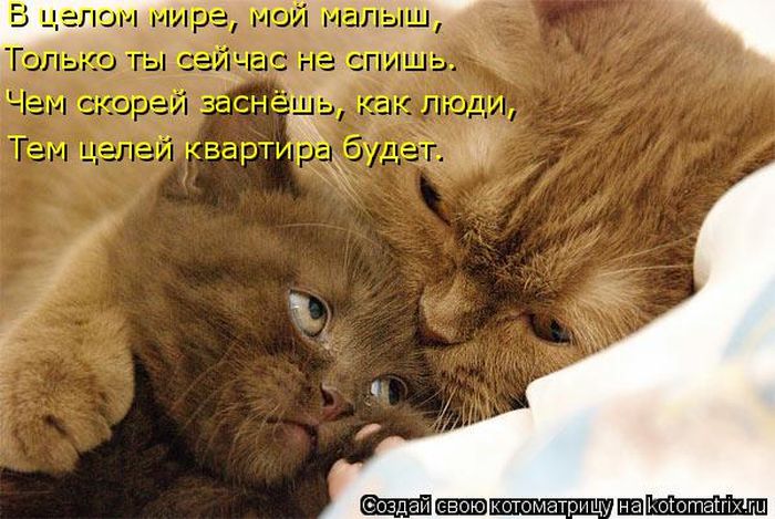 Лучшие котоматрицы недели