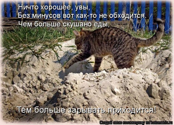 Лучшие котоматрицы недели