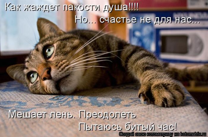Лучшие котоматрицы недели