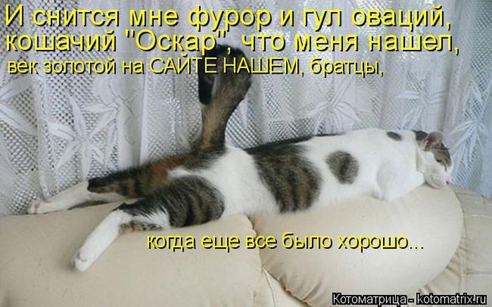 Лучшие котоматрицы недели