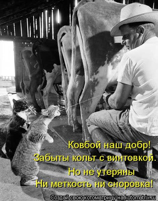Лучшие котоматрицы недели