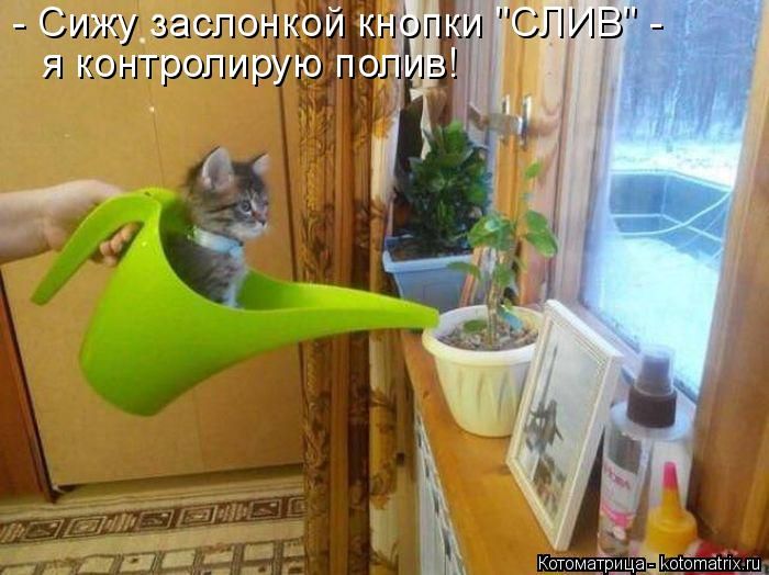 Лучшие котоматрицы недели
