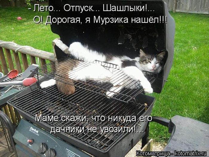 Лучшие котоматрицы недели