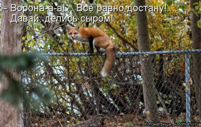Лучшие котоматрицы недели