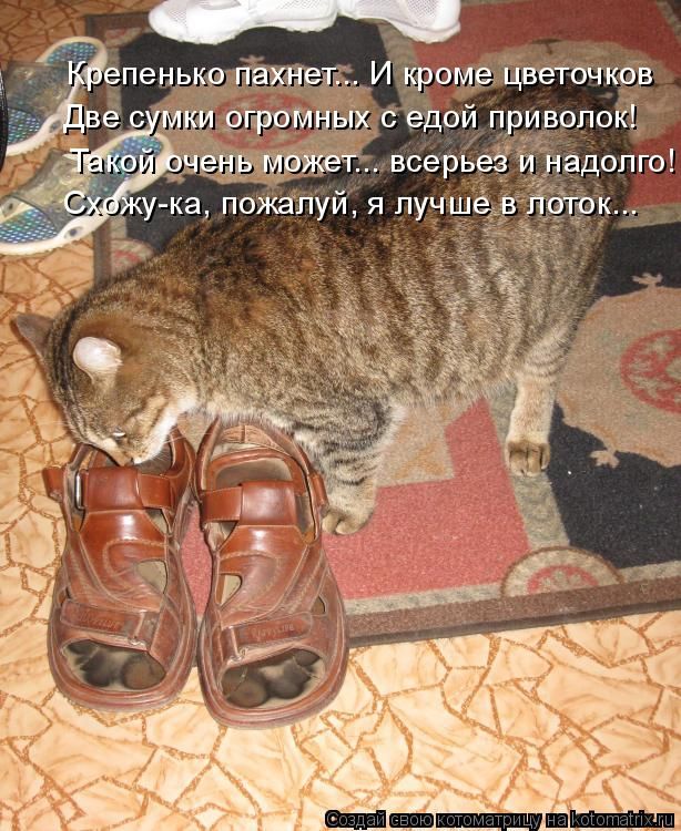 Лучшие котоматрицы недели
