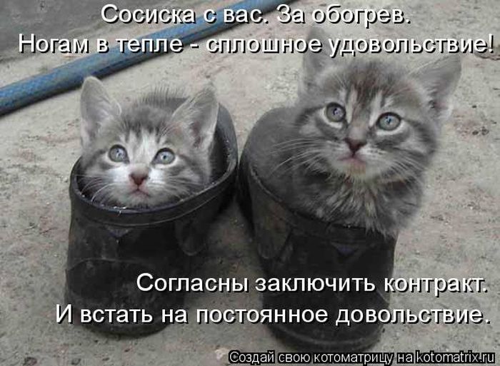 Лучшие котоматрицы недели