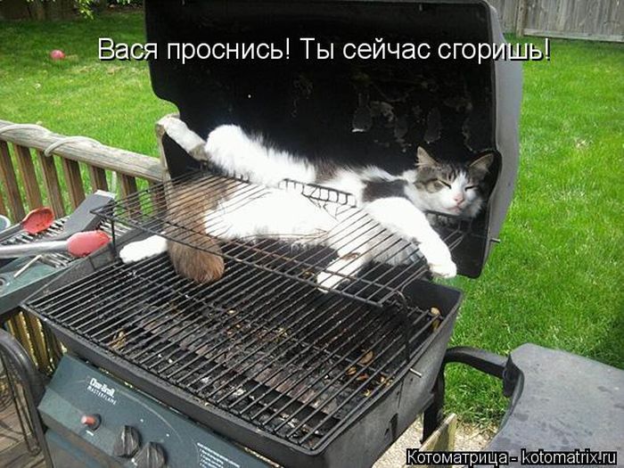 Лучшие котоматрицы недели