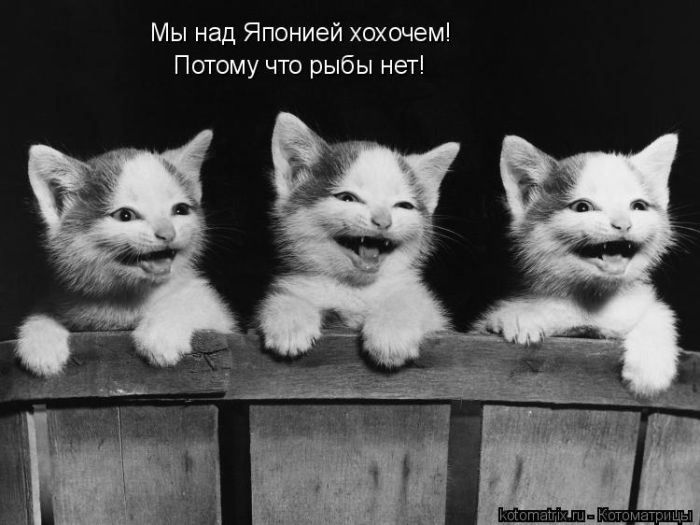 Лучшие котоматрицы недели