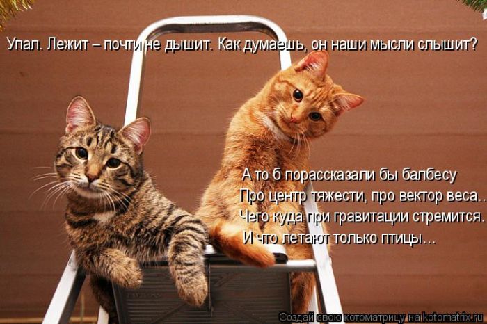 Лучшие котоматрицы недели