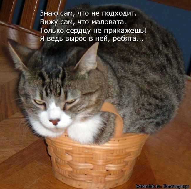 Лучшие котоматрицы недели