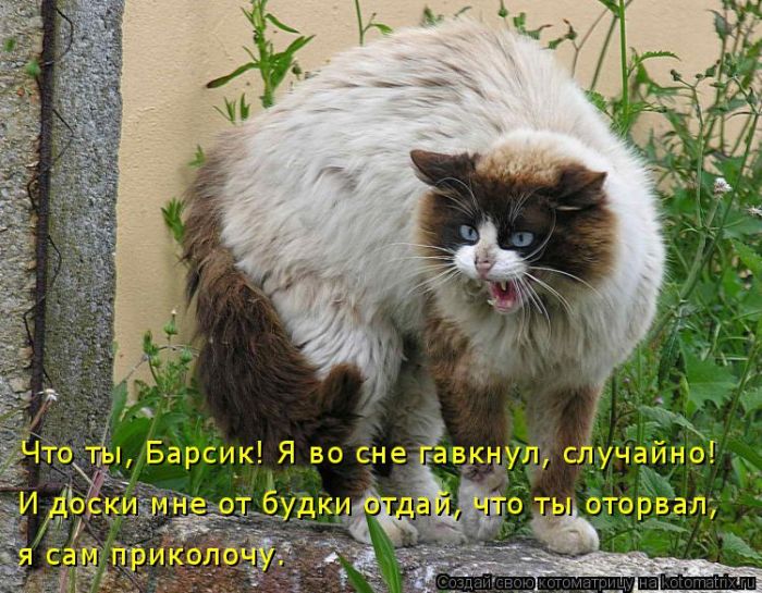 Лучшие котоматрицы недели