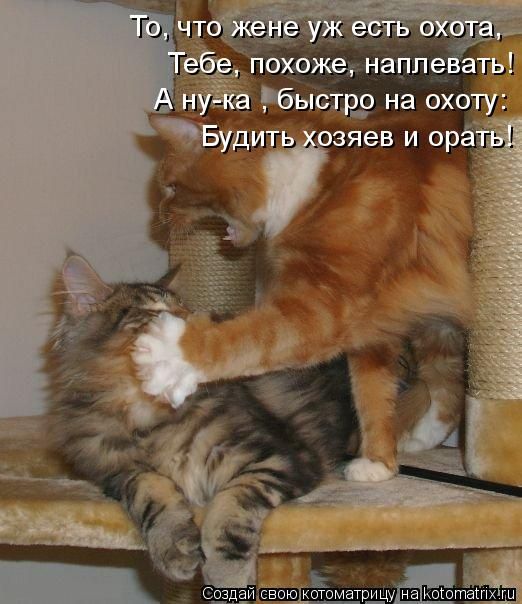 Лучшие котоматрицы недели