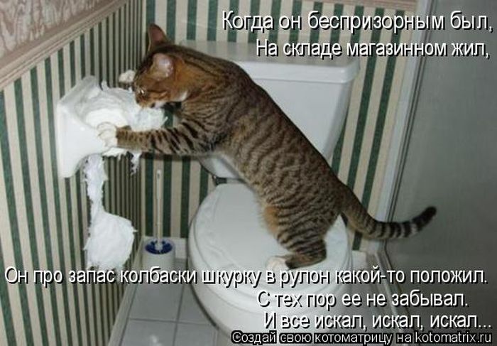 Лучшие котоматрицы недели