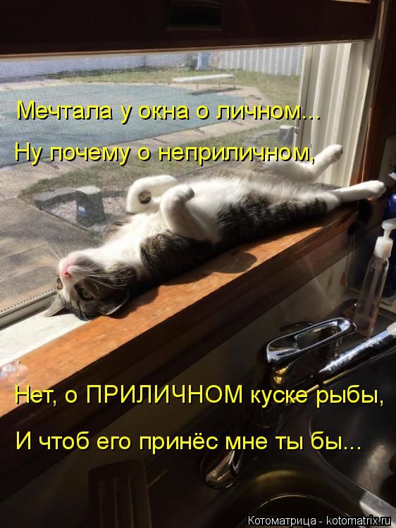 Лучшие котоматрицы недели