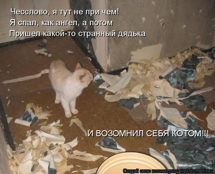 Лучшие котоматрицы недели
