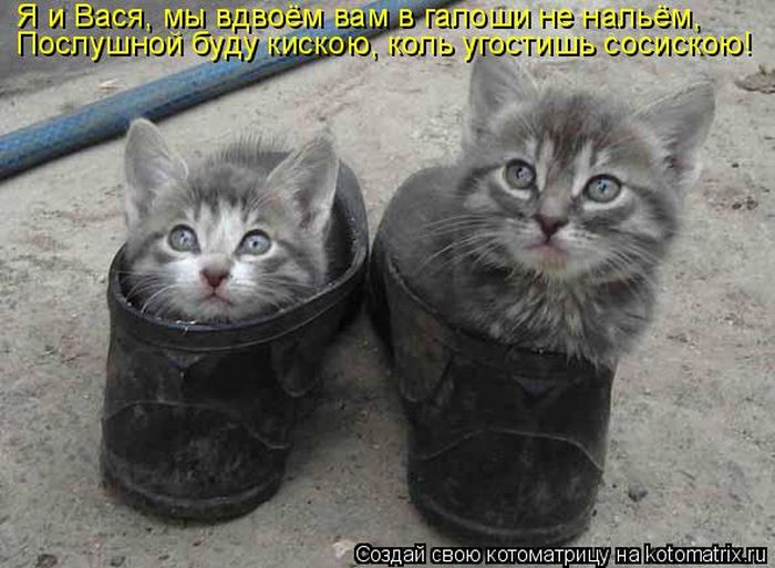Лучшие котоматрицы недели
