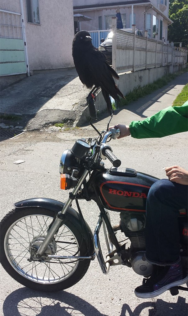 20 доказательств того, что вороны самые большие засранцы из мира птиц