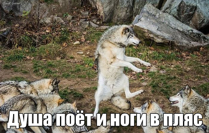 Прикольные картинки