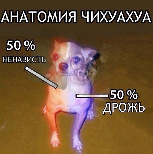 Прикольные картинки