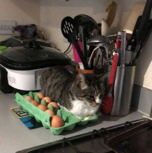 Прикольные картинки