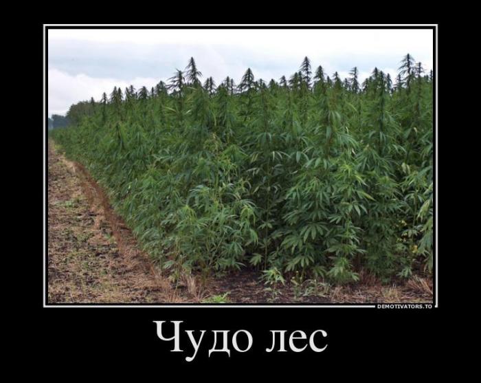 Демотиваторы (40 фото)