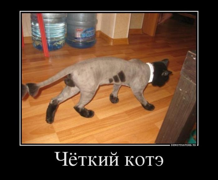 Демотиваторы (40 фото)