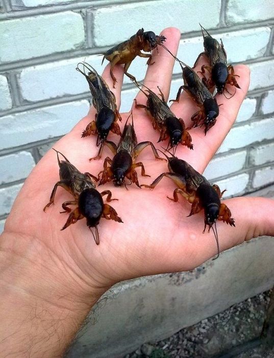 Прикольные картинки